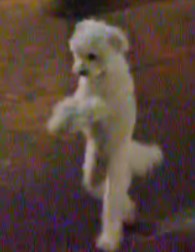 Poodle Takes Himself For A Walk
